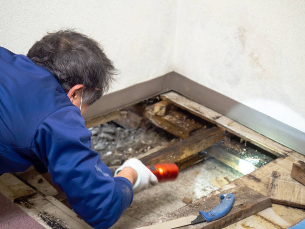 Best Mold Cleaning Services  in Timberville, VA