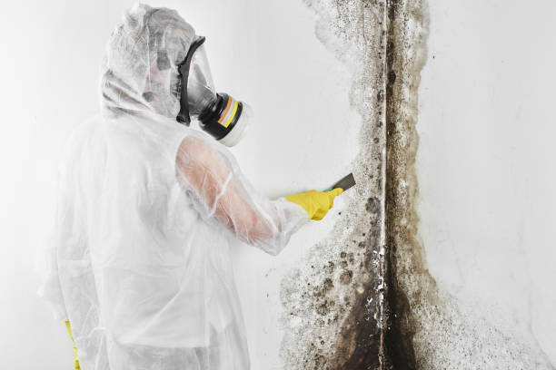 Best Mold Removal Specialists  in Timberville, VA