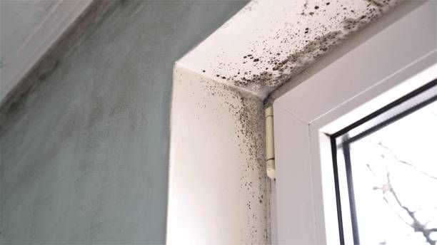 Best Crawl Space Mold Removal  in Timberville, VA