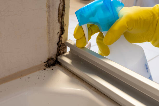 Best Commercial Mold Removal  in Timberville, VA