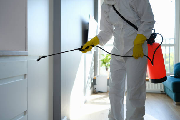 Best Affordable Mold Removal  in Timberville, VA