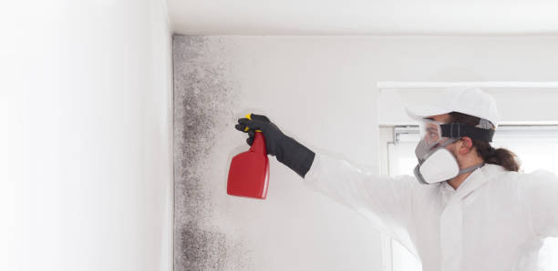Best Local Mold Removal Service  in Timberville, VA