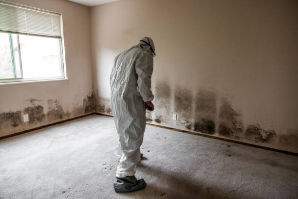 Best Mold Removal and Inspection  in Timberville, VA