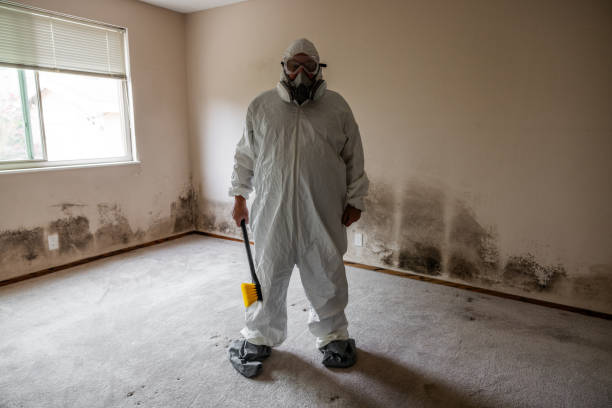 Professional Mold Removal in Timberville, VA