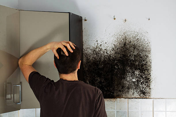 Best Mold Removal Company Near Me  in Timberville, VA