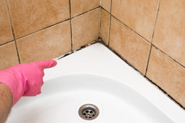 Best Emergency Mold Removal  in Timberville, VA